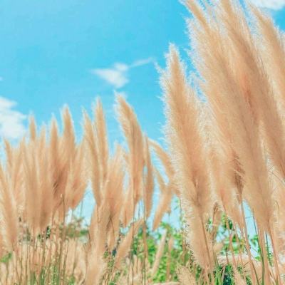 山西农业大学新技术助小麦高产